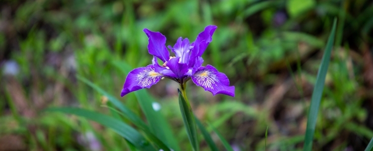 close up of purple flower surrounded by grass